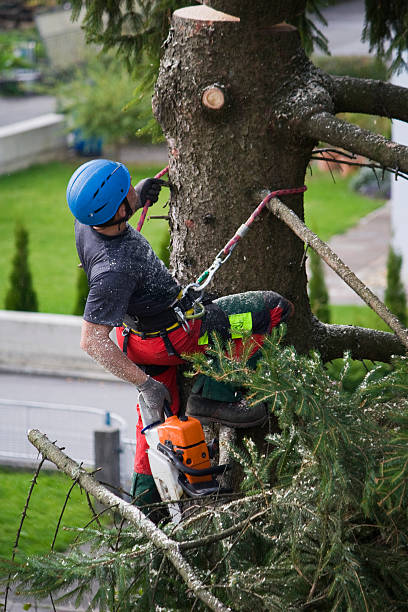 How Our Tree Care Process Works  in  Stow, OH